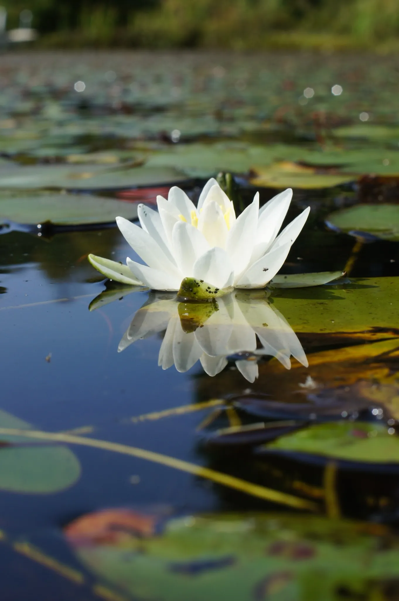 Nénuphar blanc — symbole d’équilibre et de sérénité